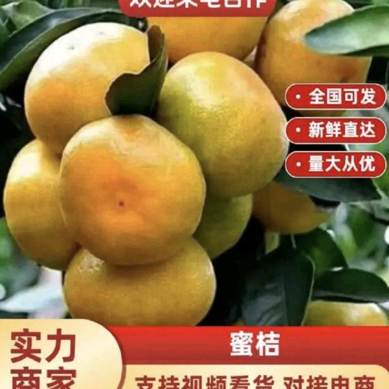 【特优精选】特早蜜橘，皮薄肉厚多汁，对接电商、超市、市场