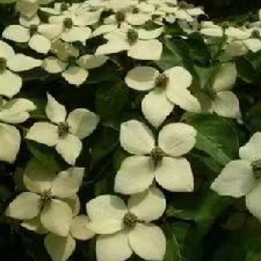 四照花