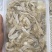 250克1盒野生沙虫新鲜去沙去肚去内脏煲汤餐厅供应海虫子