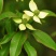 四照花