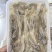 250克1盒野生沙虫新鲜去沙去肚去内脏煲汤餐厅供应海虫子