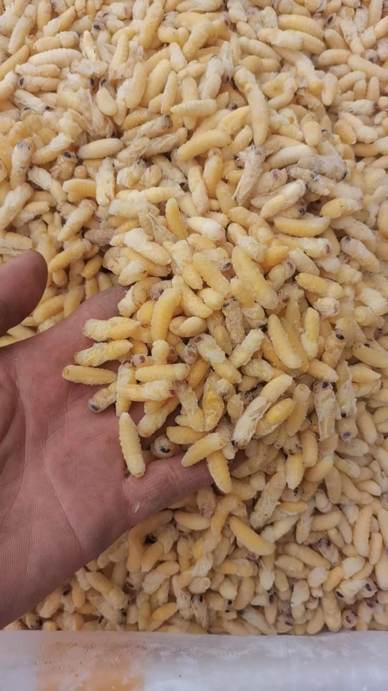 南丹县，精品蜂蛹一手货原大量供应，鲜货，冷冻货全部供应！