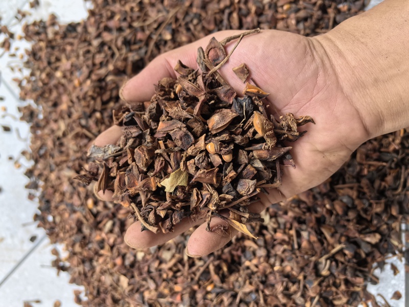 广西干八角香料春花果三月果货源充足产地值供