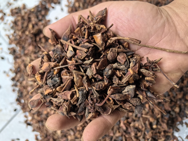 广西干八角香料春花果三月果货源充足产地值供