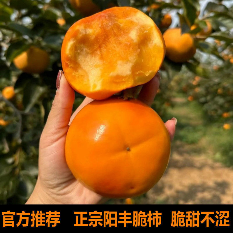 山西阳丰脆皮甜柿子（产地直发，自家果园）