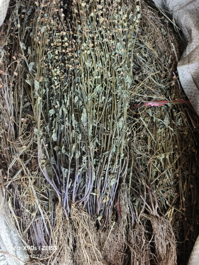 带根水洗半枝莲，2025新货，颜色靓丽，自然晒干无杂质。