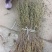 带根水洗半枝莲，2025新货，颜色靓丽，自然晒干无杂质。