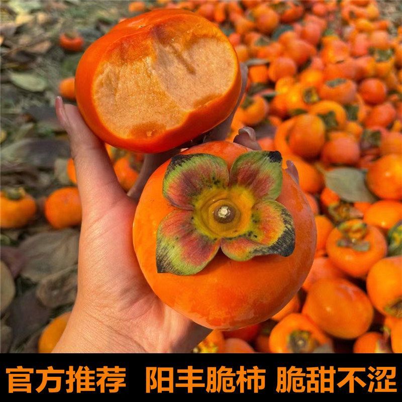 山西阳丰脆皮甜柿子（自家果园，产地直发）
