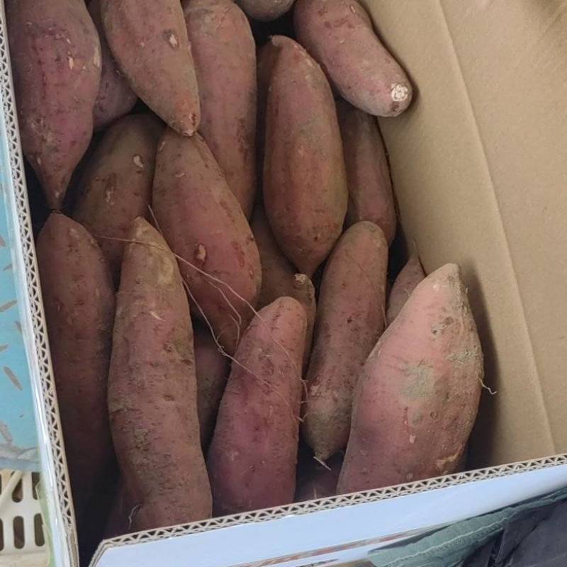 蜜薯西瓜红