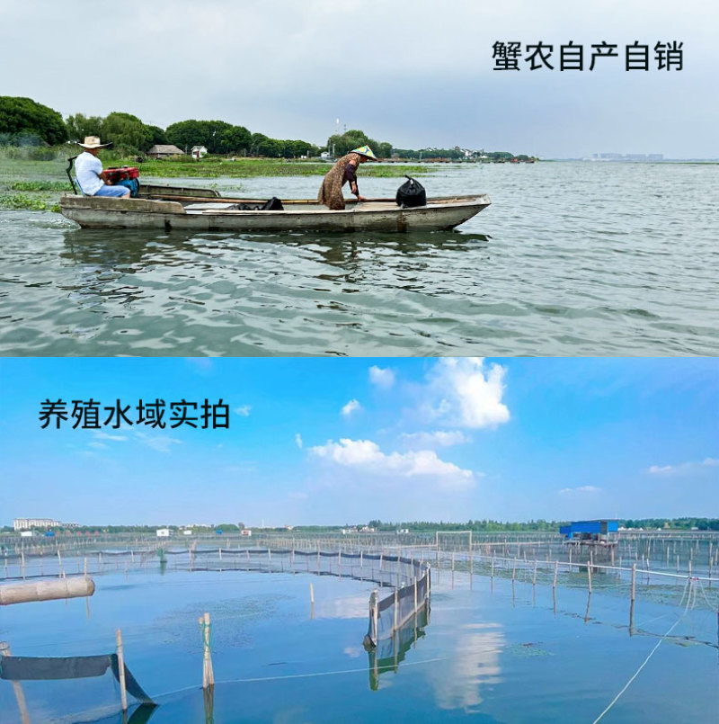 活蟹礼盒装苏州阳澄湖大闸蟹10只装公母搭配可选全母蟹