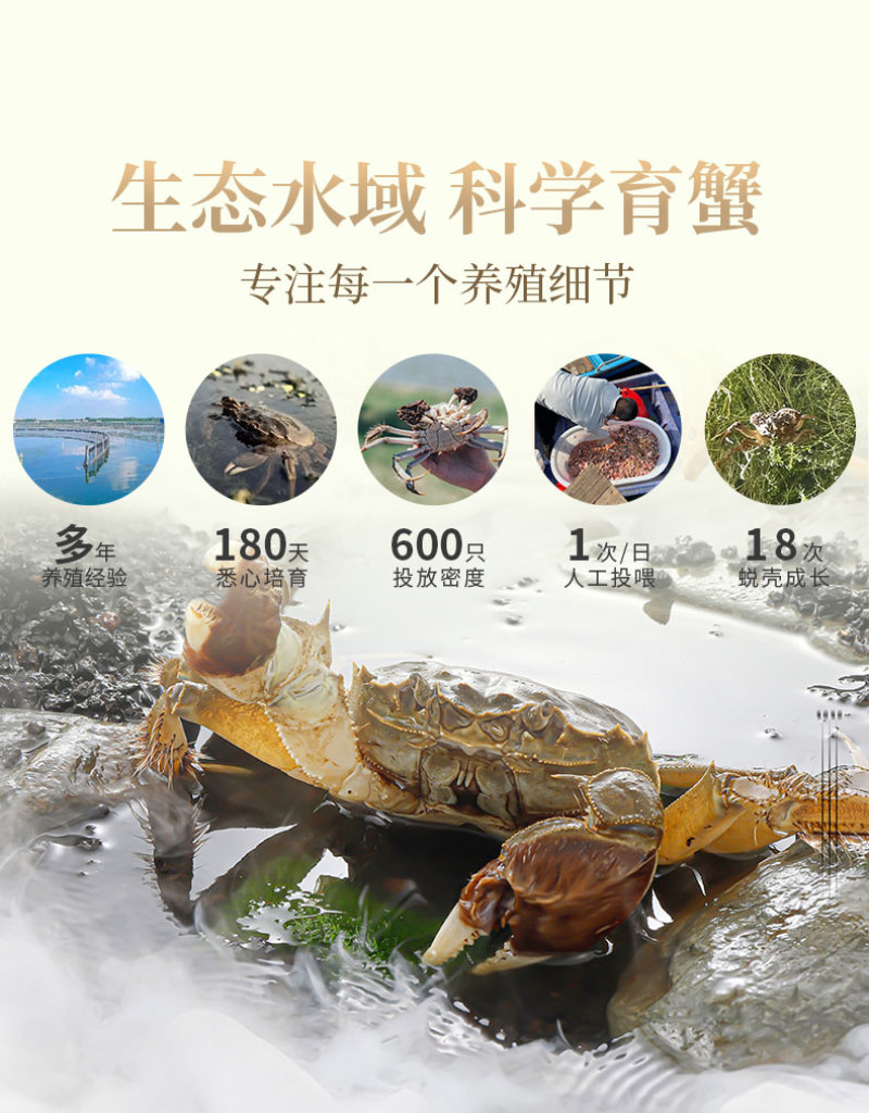 活蟹礼盒装苏州阳澄湖大闸蟹10只装公母搭配可选全母蟹