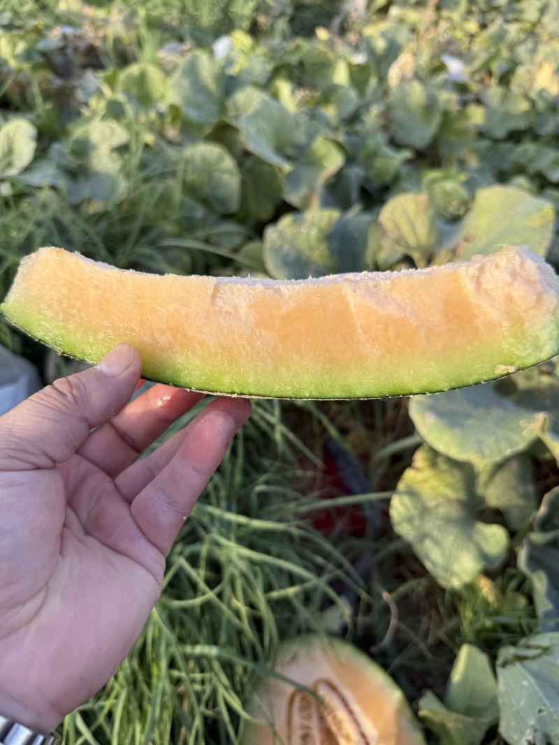 精品新疆火焰山脚下西周蜜瓜17号大量上市品质保证