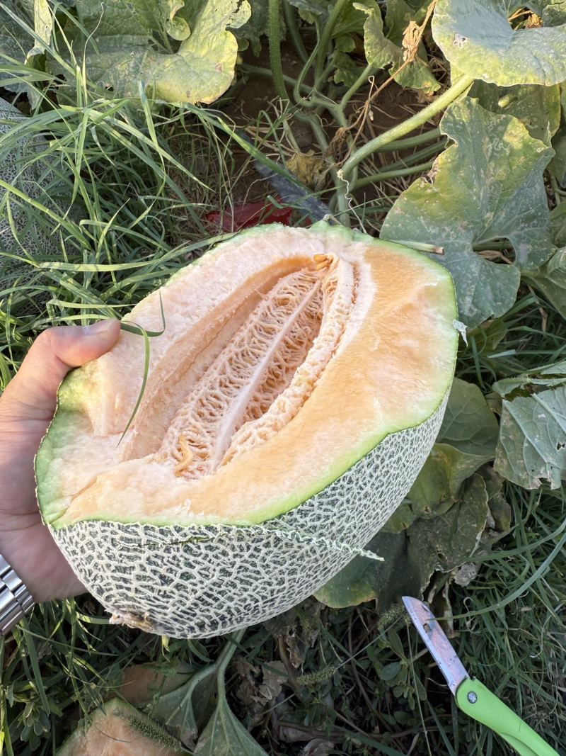 精品新疆火焰山脚下西周蜜瓜17号大量上市品质保证