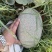 精品新疆火焰山脚下西周蜜瓜17号大量上市品质保证