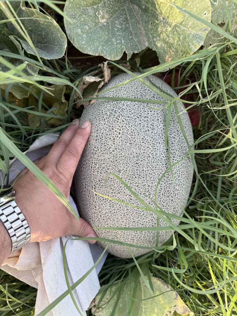 精品新疆火焰山脚下西周蜜瓜17号大量上市品质保证