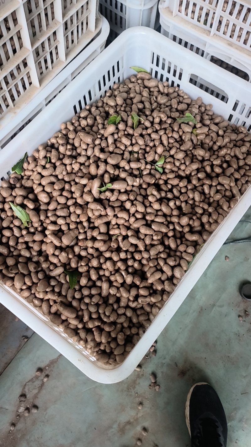 山药豆精挑细选1.3公分以上大山药豆价格优惠全国批发