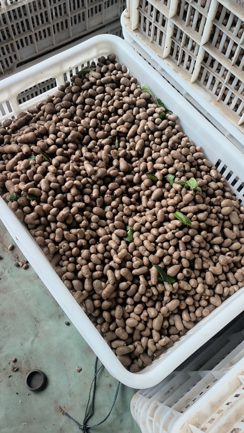 山药豆精挑细选1.3公分以上大山药豆价格优惠全国批发