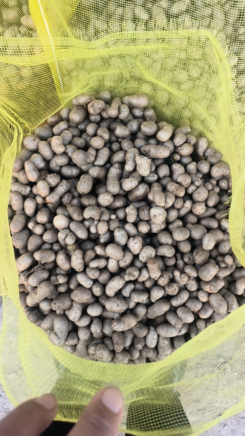 山药豆精挑细选1.3公分以上大山药豆价格优惠全国批发