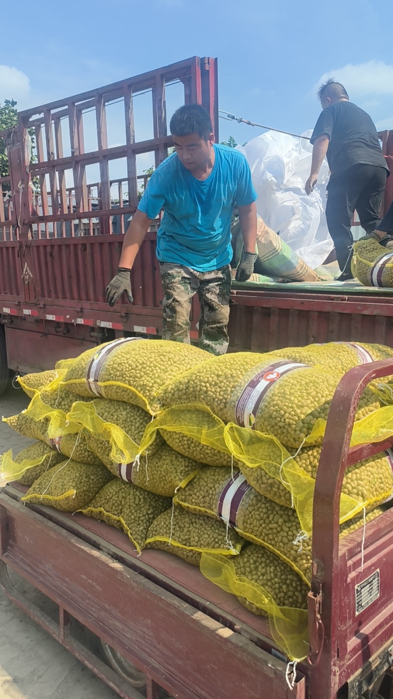 山药豆精挑细选1.3公分以上大山药豆价格优惠全国批发