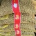 山药豆精挑细选1.3公分以上大山药豆价格优惠全国批发