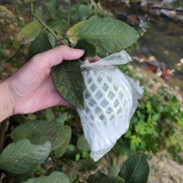 广西番石榴酸野酸料水果欢迎团购电商对接