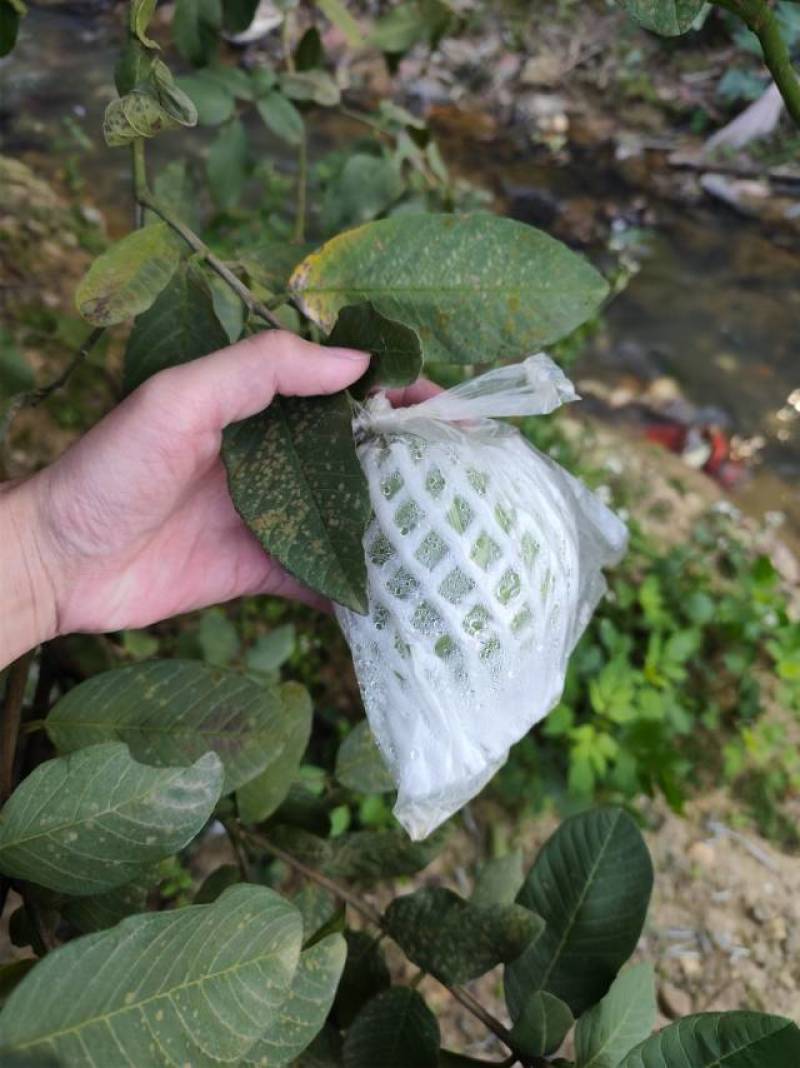 广西番石榴酸野酸料水果欢迎团购电商对接