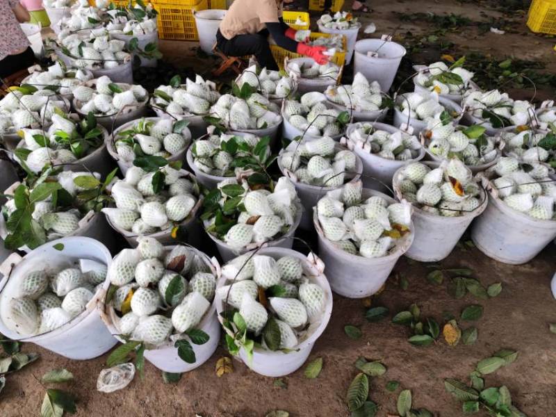 广西番石榴酸野酸料水果欢迎团购电商对接