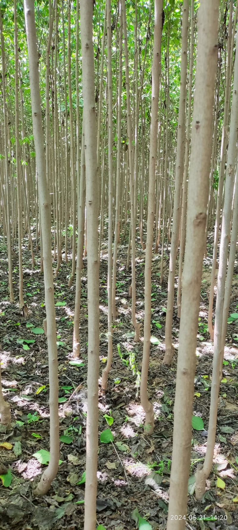 杜仲树，杜仲2--10公分，数量大，干直