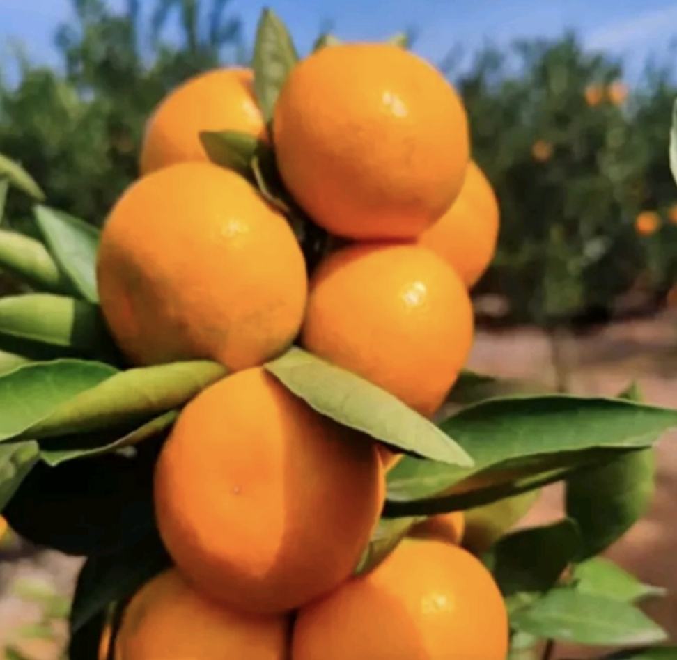 甜橙果园中的新品种甜橙树