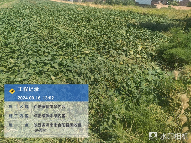 秦薯红薯板栗薯大量现货