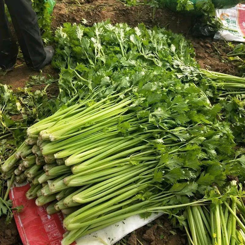 津南实芹一号芹菜种子晚抽薹耐寒高产量实心芹菜籽四季播小香