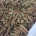 夏枯球，人工挑选穗头，颜色靓丽，产地直发，欢迎批发零售！