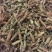 夏枯球，人工挑选穗头，颜色靓丽，产地直发，欢迎批发零售！