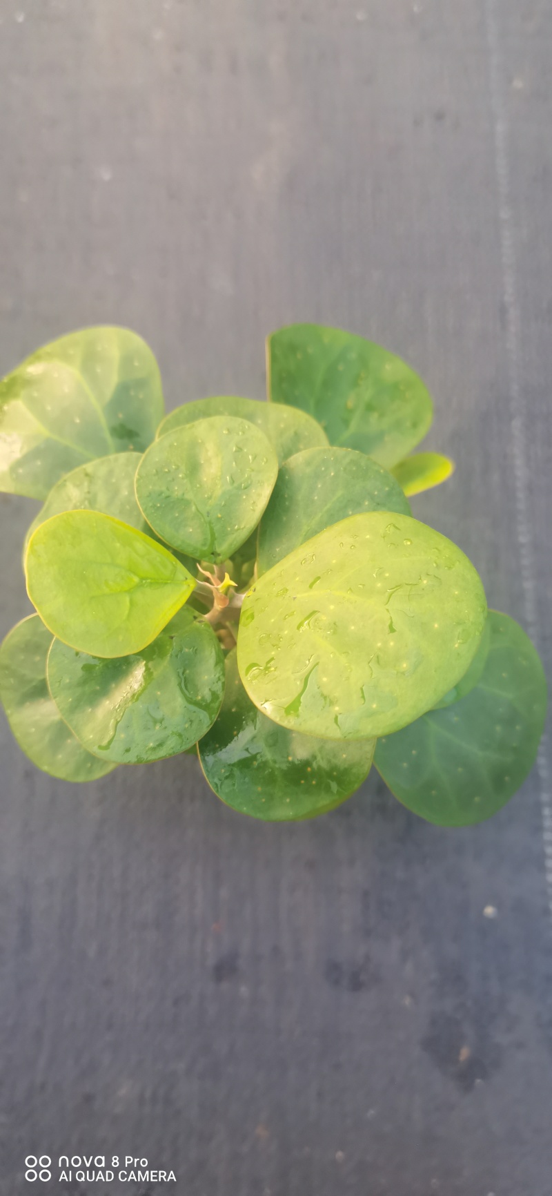 【量大优惠】广东佛山90杯小盼菩提现挖现发