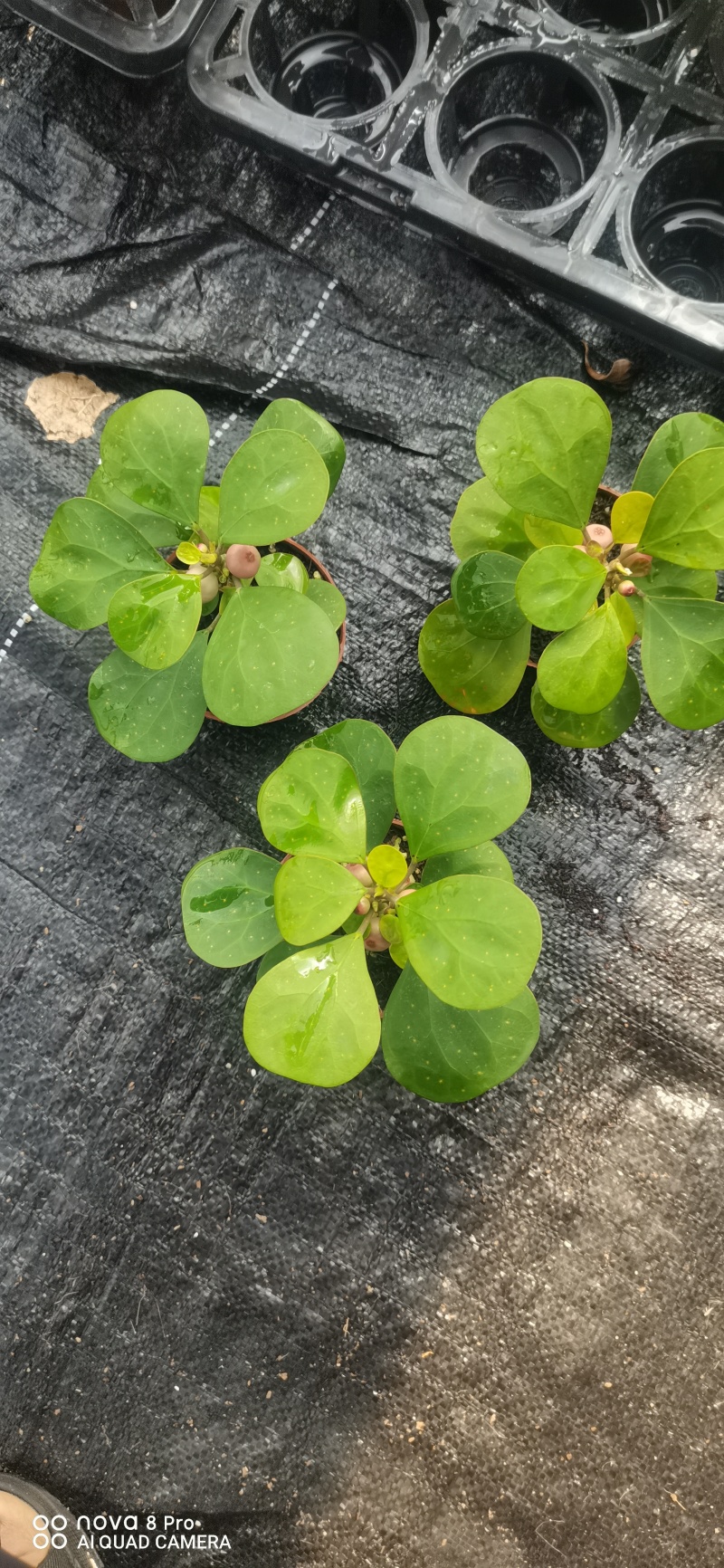 【量大优惠】广东佛山90杯小盼菩提现挖现发