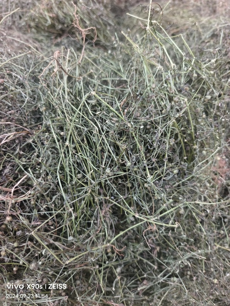 白花蛇舌草，顺草捆把，颜色靓，干度好，人工挑选，产地直发