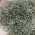 白花蛇舌草，顺草捆把，颜色靓，干度好，人工挑选，产地直发