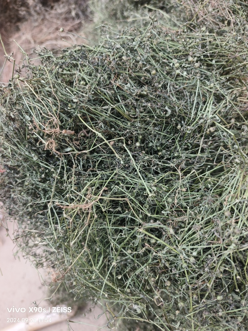 白花蛇舌草，顺草捆把，颜色靓，干度好，人工挑选，产地直发