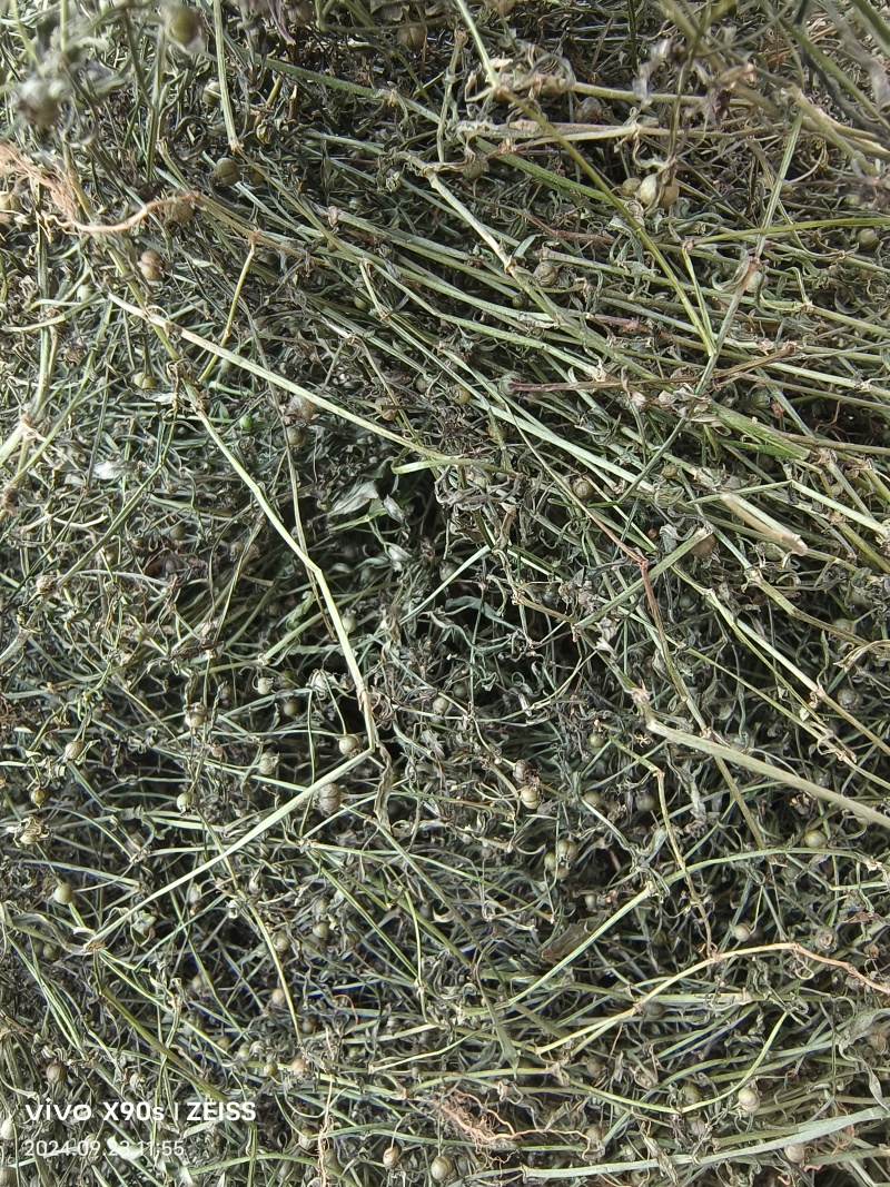 白花蛇舌草，顺草捆把，颜色靓，干度好，人工挑选，产地直发