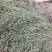 白花蛇舌草，顺草捆把，颜色靓，干度好，人工挑选，产地直发
