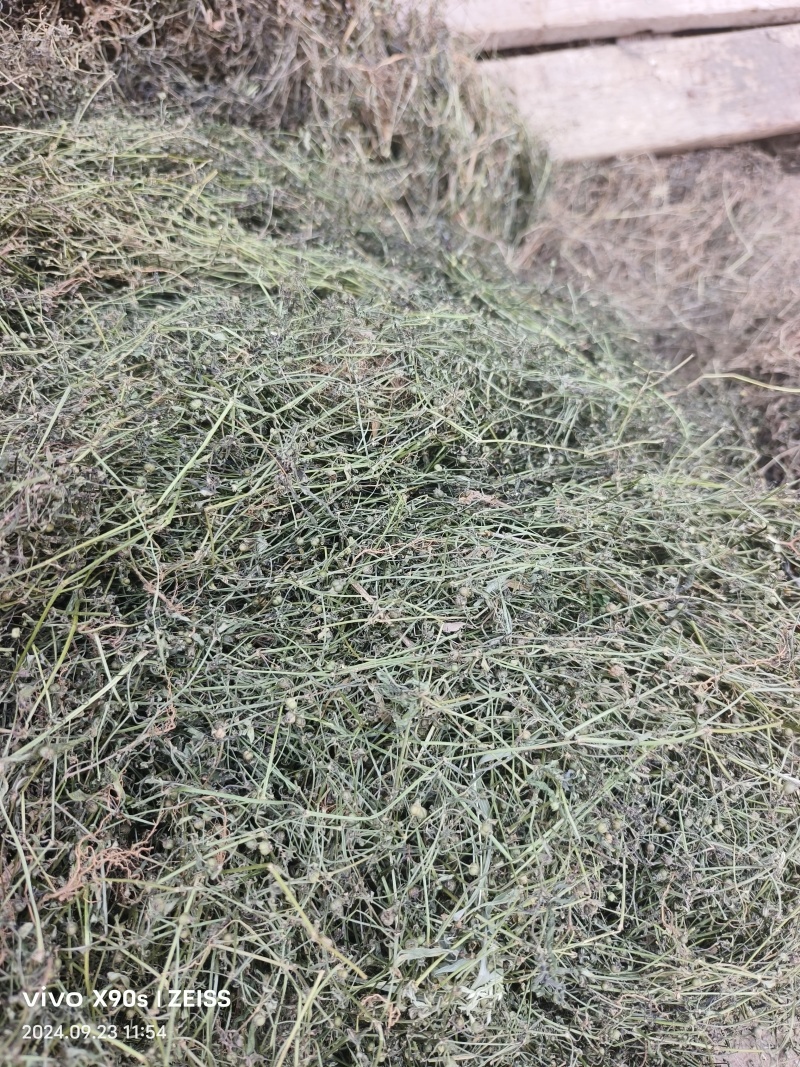 白花蛇舌草，顺草捆把，颜色靓，干度好，人工挑选，产地直发