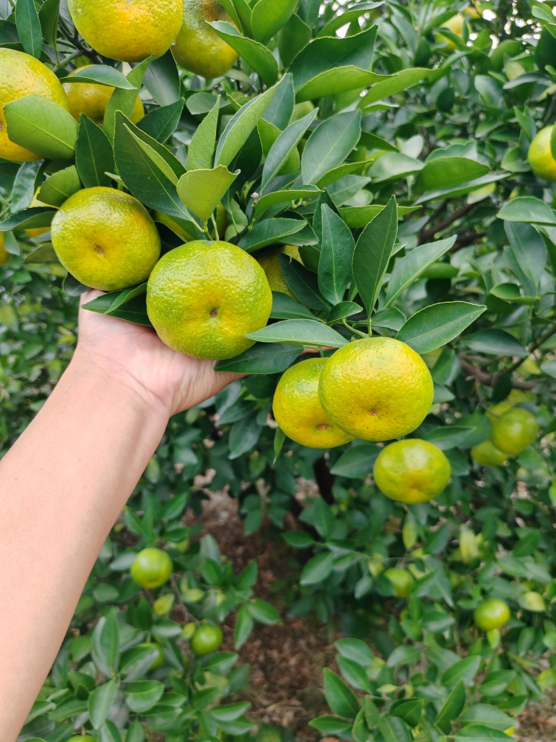 精品：新余蜜橘上市了，广东货～颜色上来了，细皮、口感好