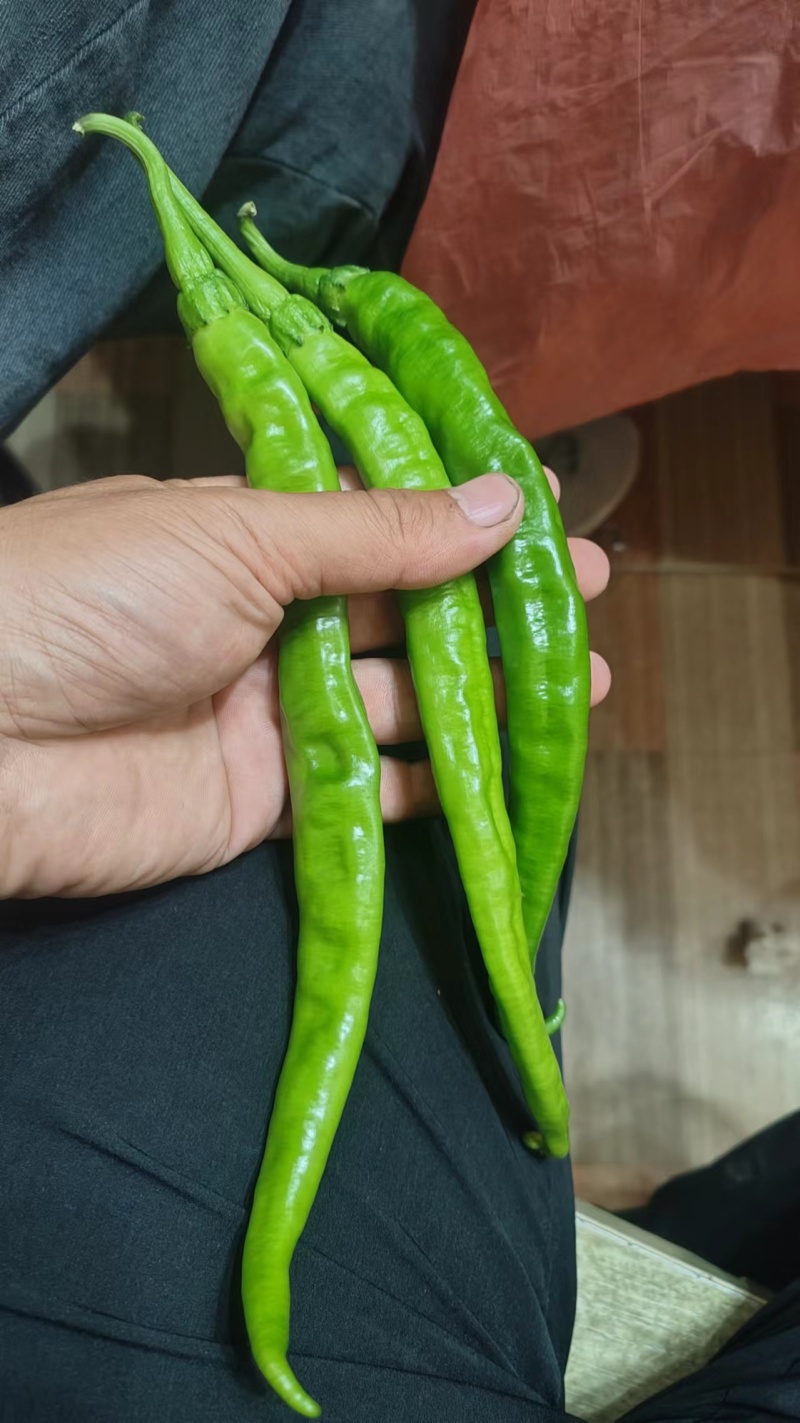 《螺丝椒》辣椒陕西渭南蒲城，一手货源，保质保量，欢迎咨询