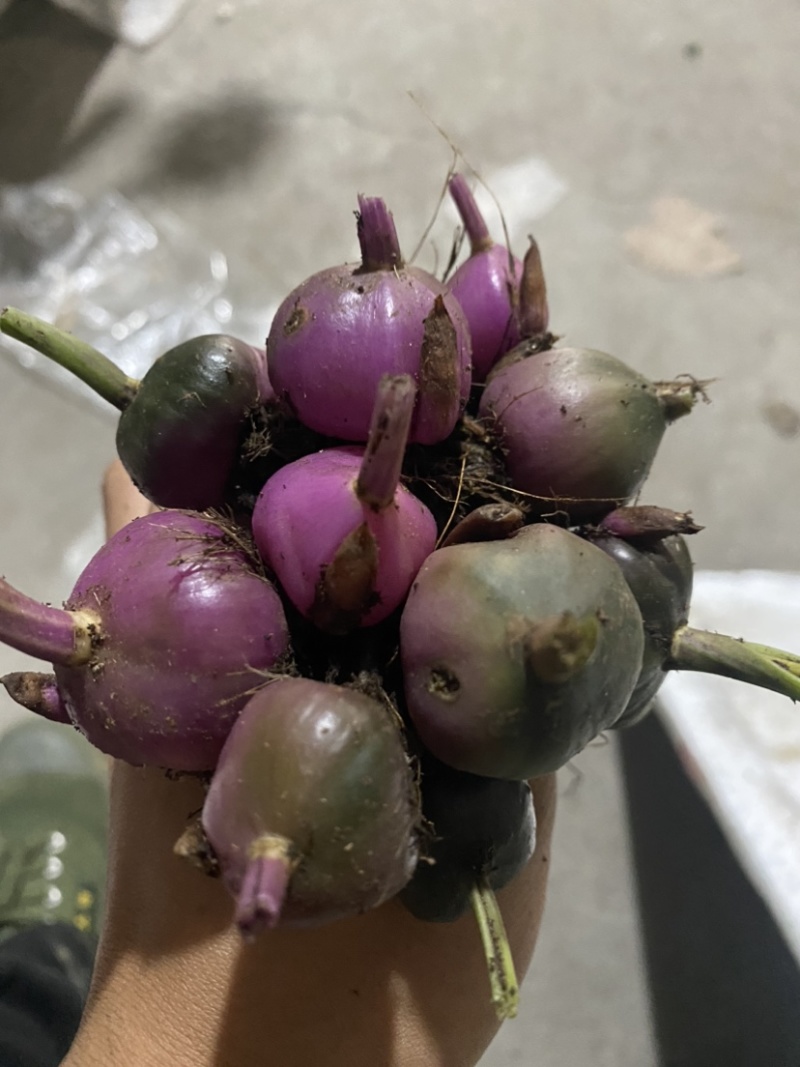 大叶多芽冰球子产量高高低海拔更广泛更好管理