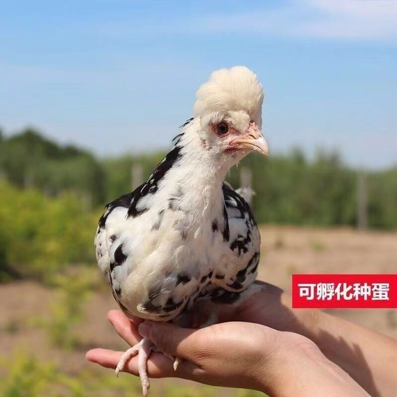 【现货速发】正宗农家土鸡芦花鸡贵妃鸡九斤红五黑鸡半斤脱温