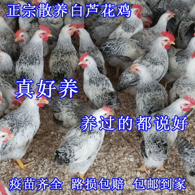 【现货速发】正宗农家土鸡芦花鸡贵妃鸡九斤红五黑鸡半斤脱温