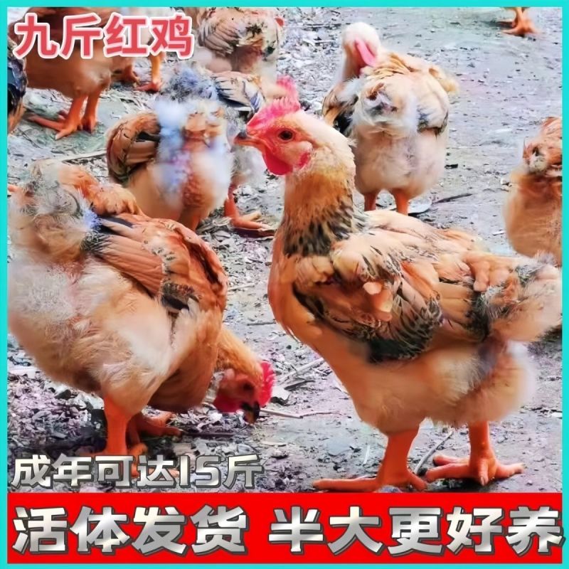 【现货速发】正宗农家土鸡芦花鸡贵妃鸡九斤红五黑鸡半斤脱温
