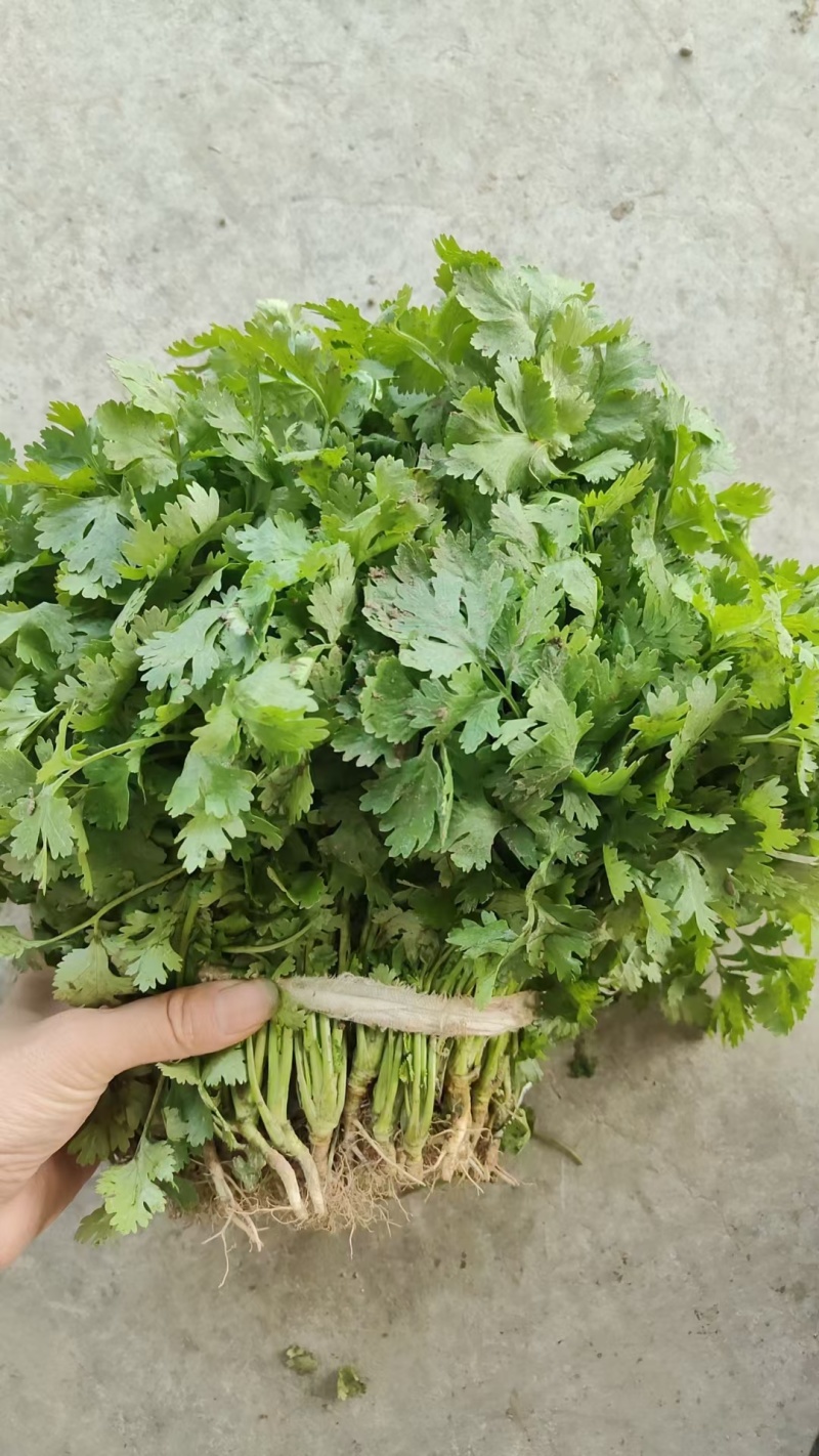 精品香菜
