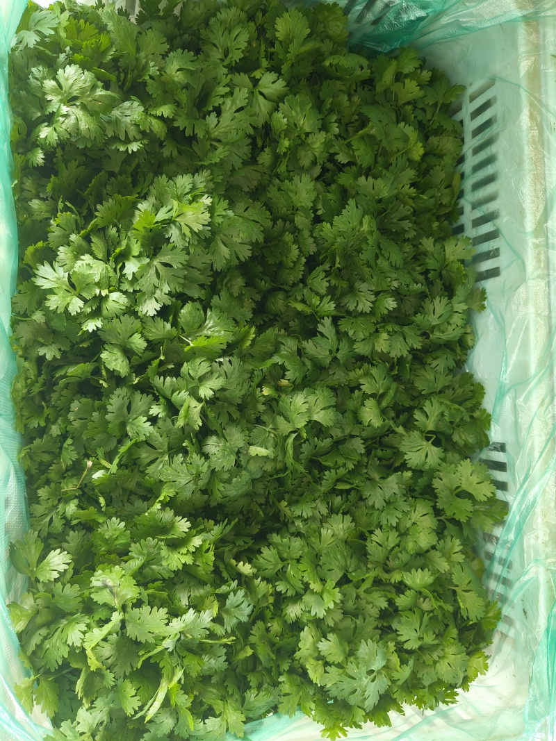 精品香菜