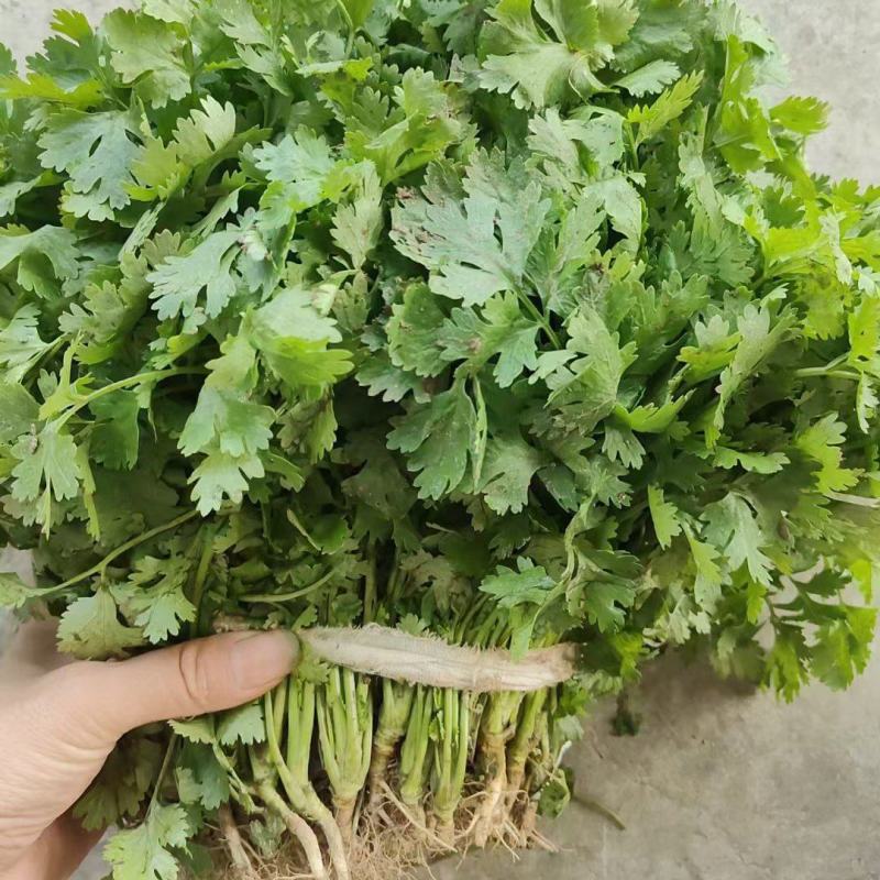精品香菜